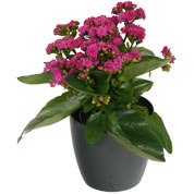 Kalanchoe rose + Cache pot Anthracite